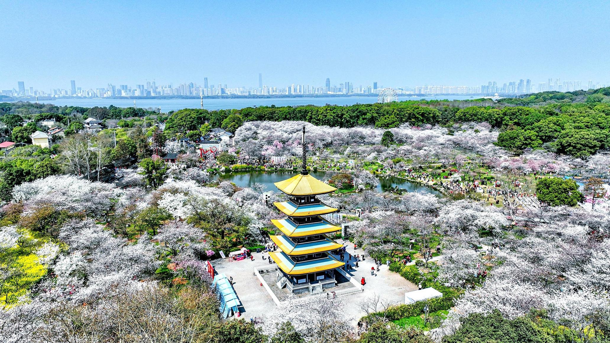 Cherry Blossom Garden in Wuhan closed for maintenance The people's government of hubei province