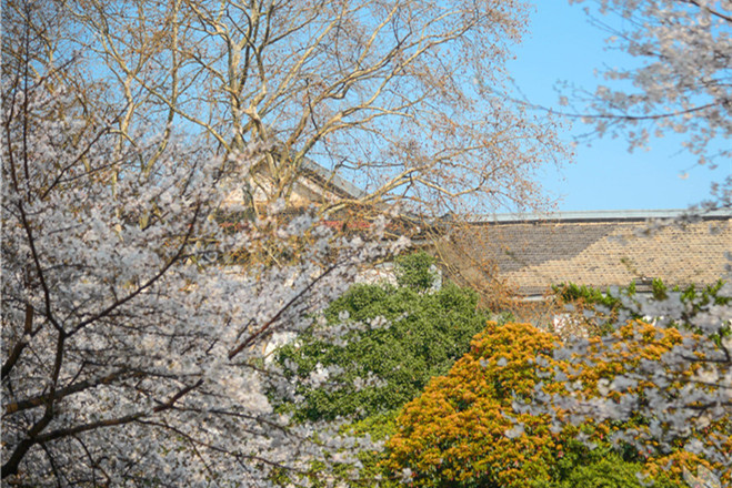 Wuhan University Kicks Off Cherry Flower Festival