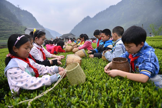 Children pick tea leaves in China’s Hubei