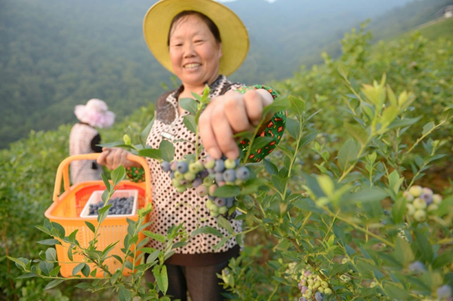 Blueberry brings wealth to farmers in Baokang