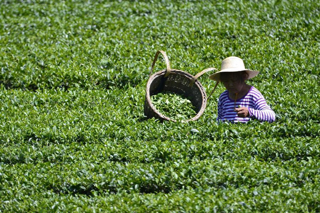 Farmers harvest tea in Hubei