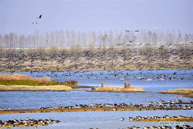 From Failed Airport to Flourishing Wetlands: The Remarkable Transformation of Lake Texcoco