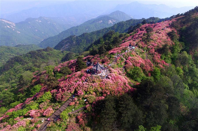 Rhododendrons seen on Guifeng Mountain in Hubei