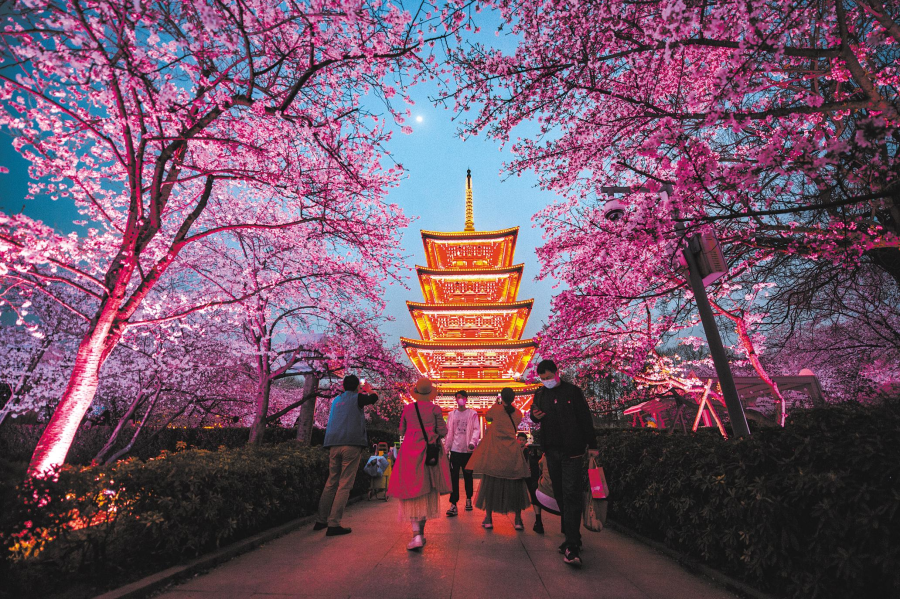 Cherry blossoms in East Lake scenic area enter fullbloom period